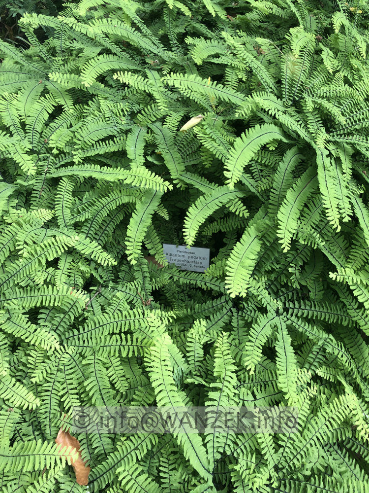 Adiantum pedatum 003.JPG